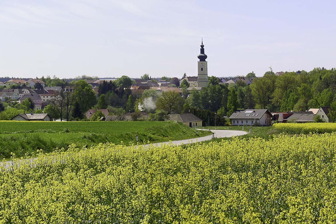 Blick auf die Gemeinde Thaya im Vordergrund ein blühendes Rapsfeld