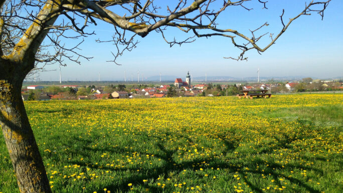 Nordansicht von Pillichsdorf im Frühling