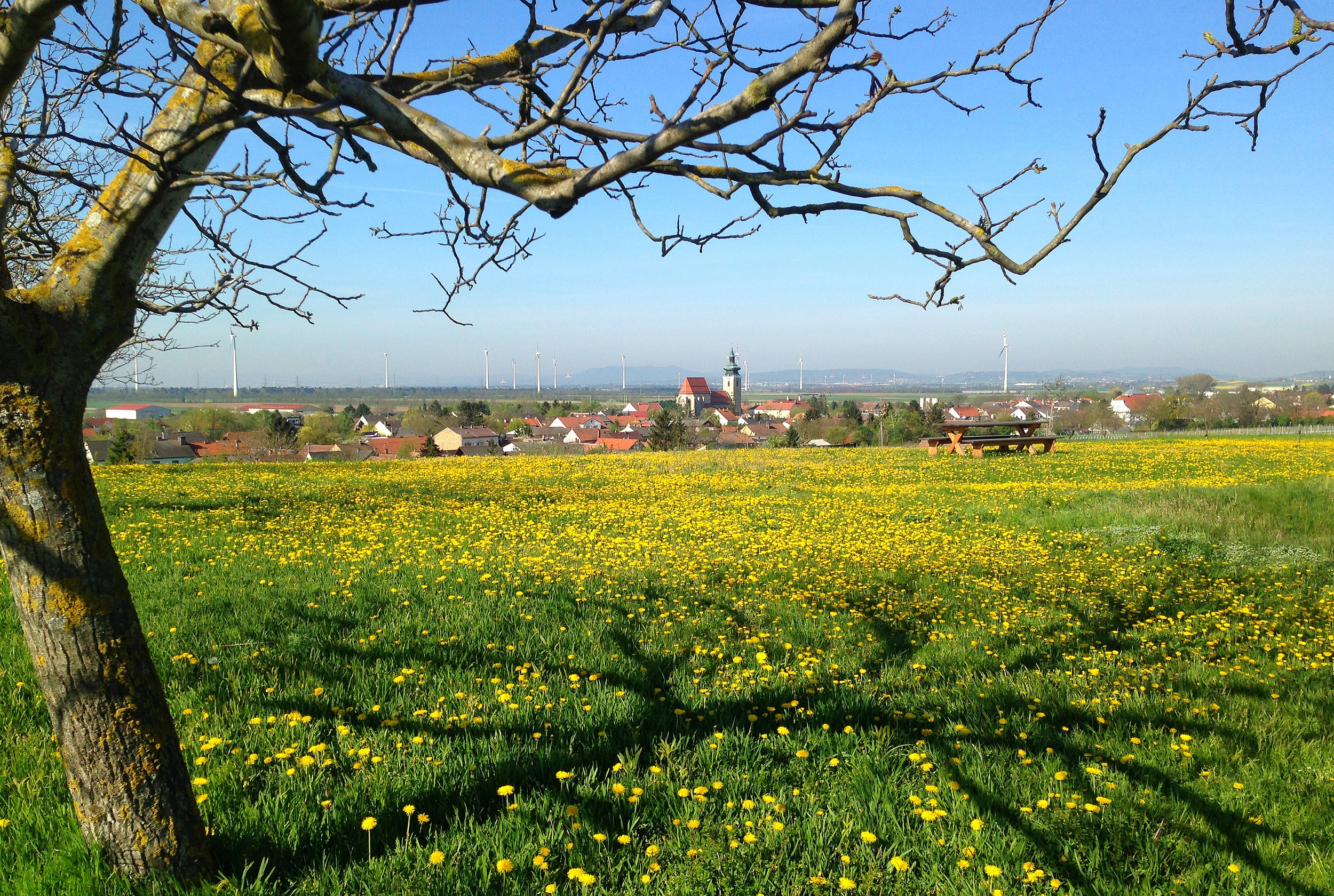 Nordansicht von Pillichsdorf im Frühling