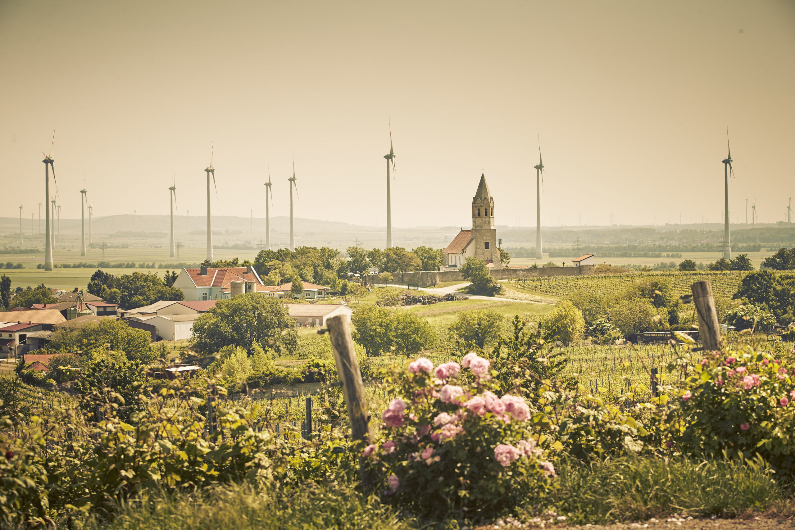 Blick auf Höflein